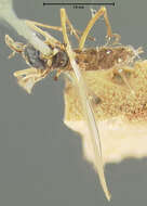 Image of Sciara sciophila Loew 1870