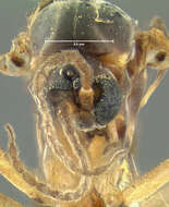 Image of Sciara sciophila Loew 1870