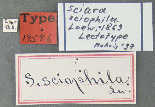 Image of Sciara sciophila Loew 1870