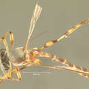 Image of Leptogaster venustus Bromely 1929