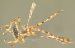 Image of Leptogaster venustus Bromely 1929