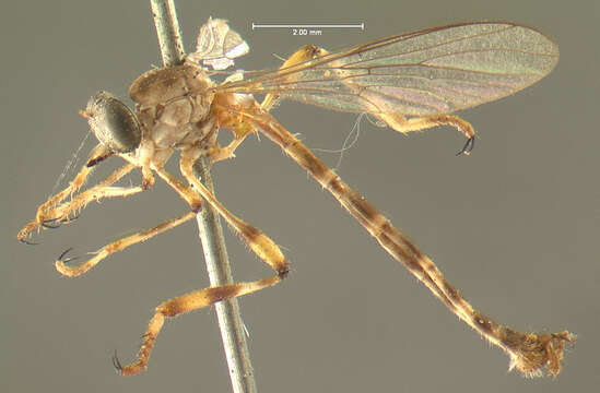 Image of Leptogaster venustus Bromely 1929