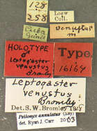 Image of Leptogaster venustus Bromely 1929