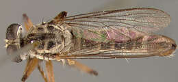 Image of Wilcoxius loewi (Bromley 1929)