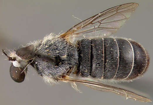 Image of Atomosia pubescens Bromley 1929