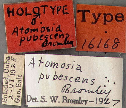 Image of Atomosia pubescens Bromley 1929