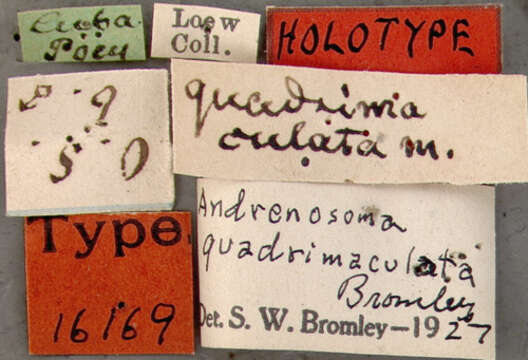 Image of Andrenosoma quadrimaculata Bromley 1929