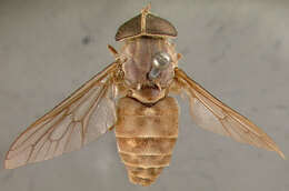 صورة Tabanus bifloccus Hine 1925