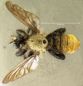 Image of Laphria altitudinum Bromley 1924