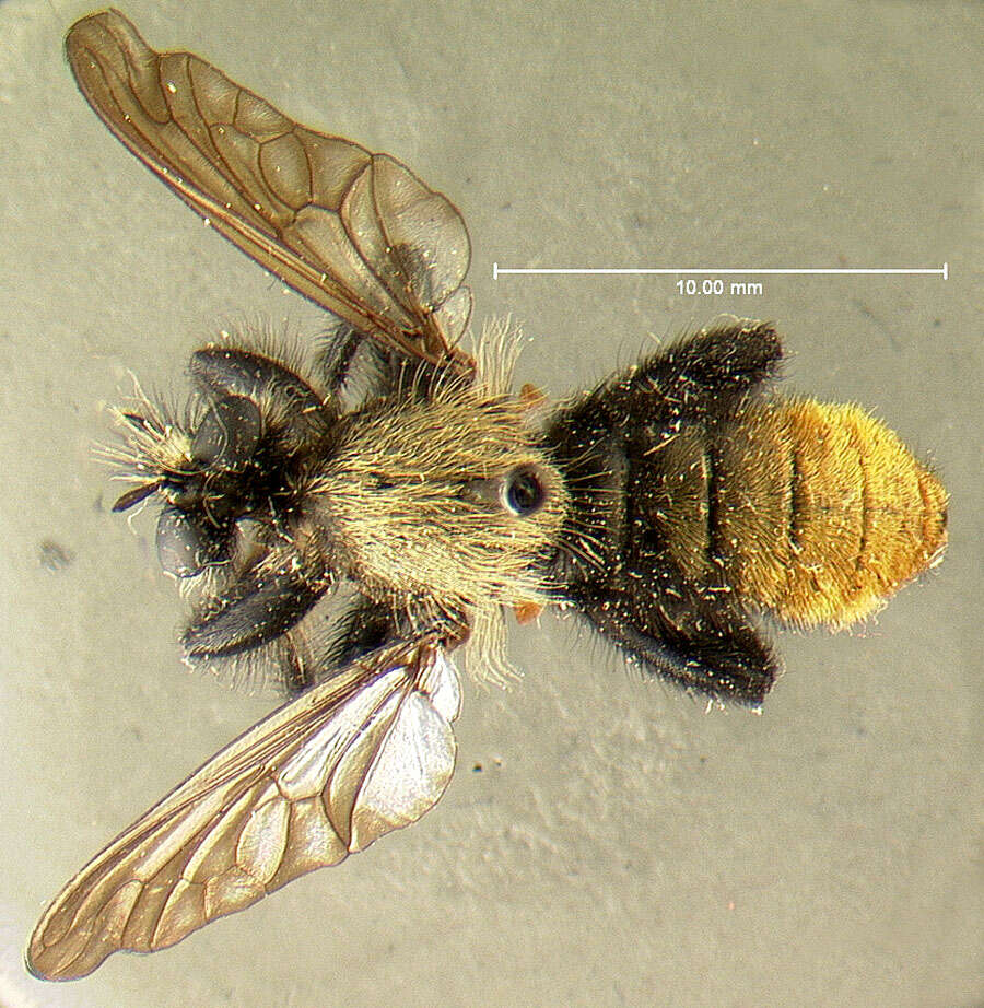 Image de Laphria altitudinum Bromley 1924