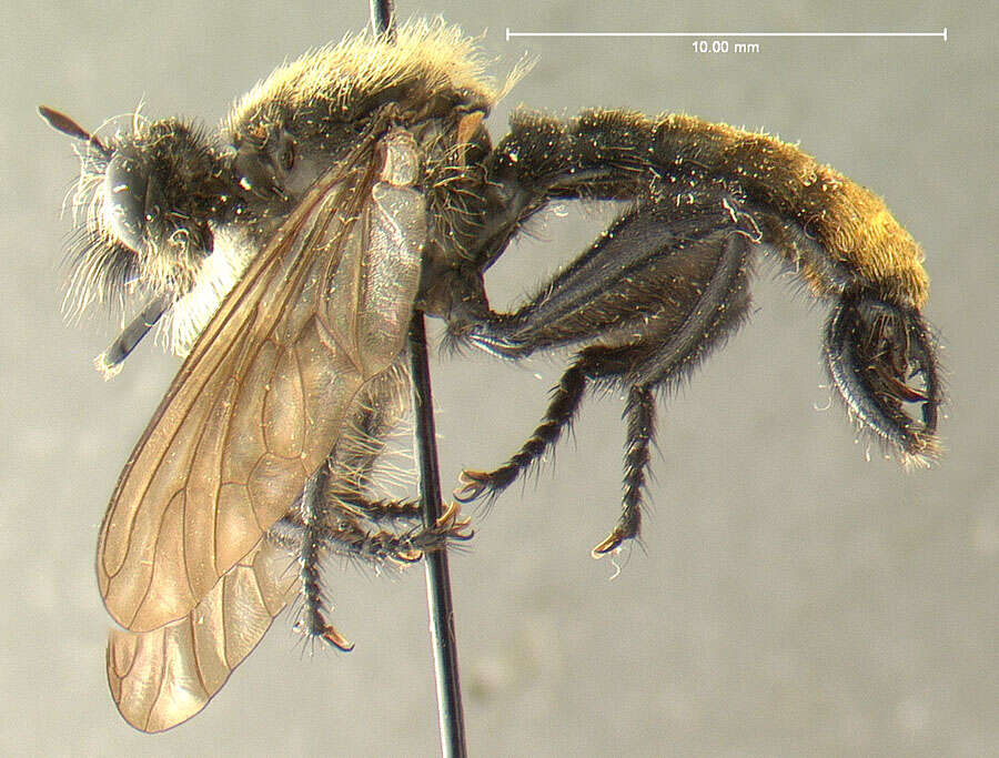 Image of Laphria altitudinum Bromley 1924