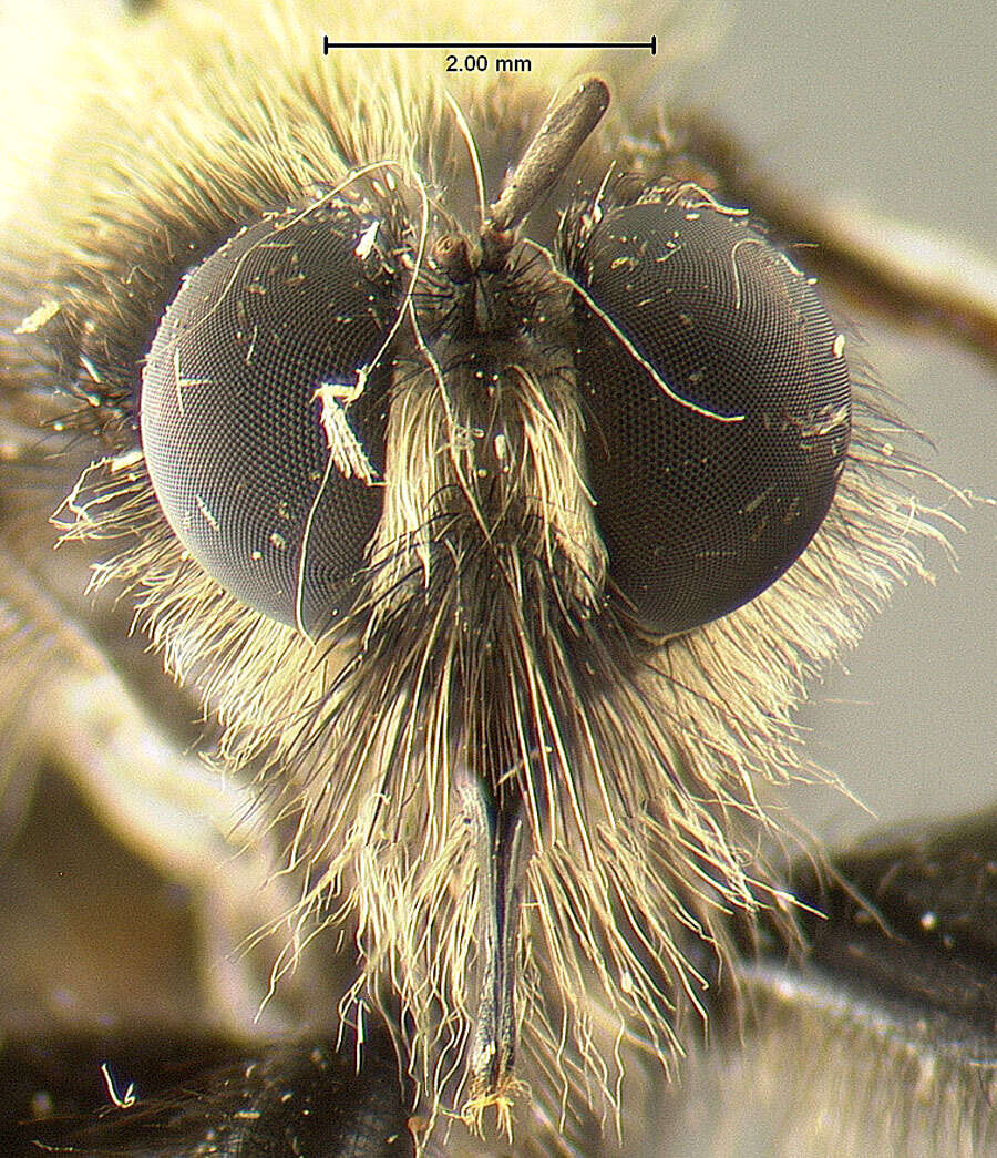 Image de Laphria altitudinum Bromley 1924