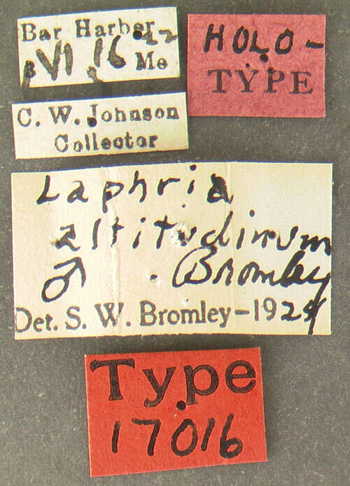 Image de Laphria altitudinum Bromley 1924