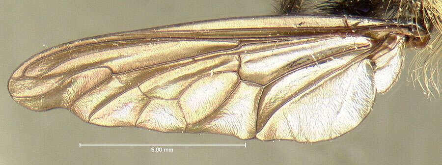 Image de Laphria altitudinum Bromley 1924