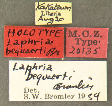 Image of Laphria lateralis Fabricius 1805