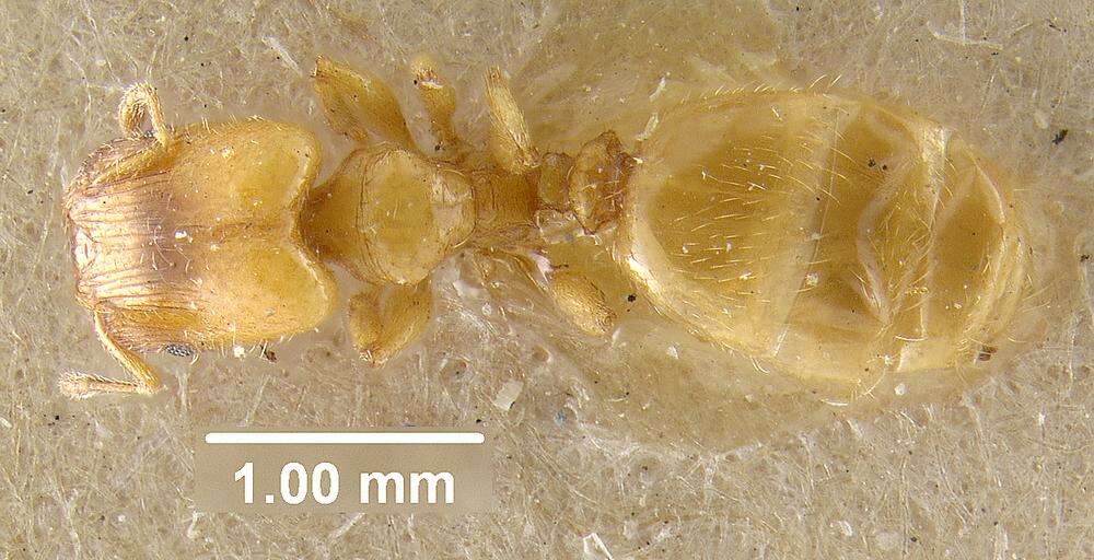 Pheidole casta Wheeler 1908的圖片