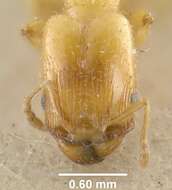 Pheidole casta Wheeler 1908的圖片