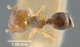 Pheidole davisi Wheeler 1905的圖片