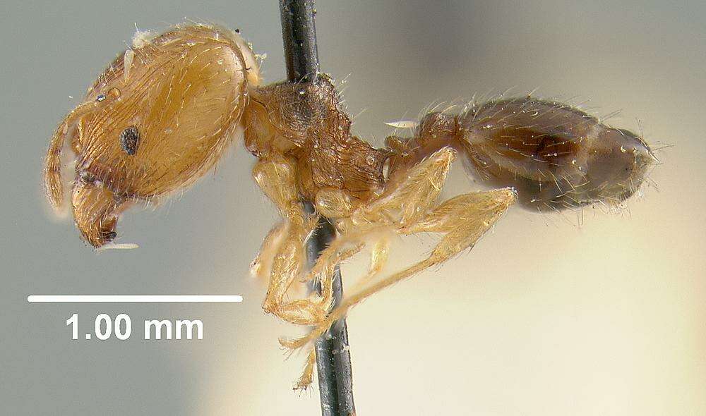 Pheidole davisi Wheeler 1905的圖片