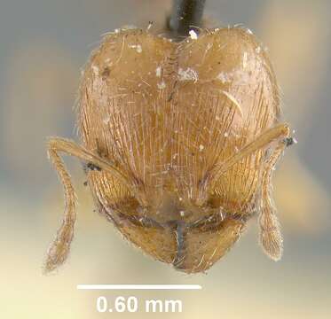 Pheidole davisi Wheeler 1905的圖片