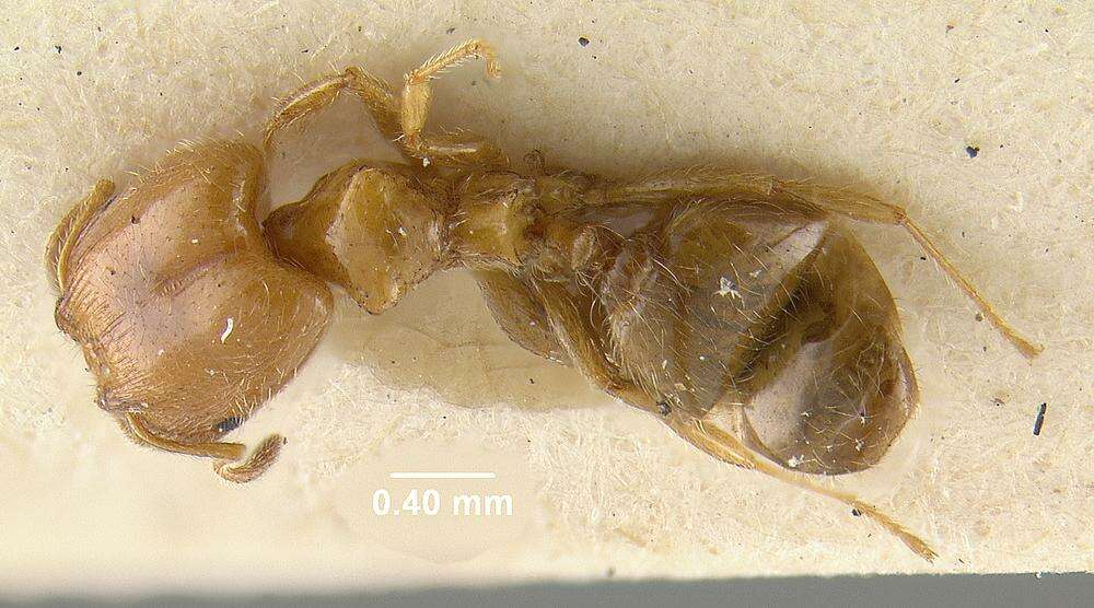 Image of Pheidole humeralis Wheeler 1908