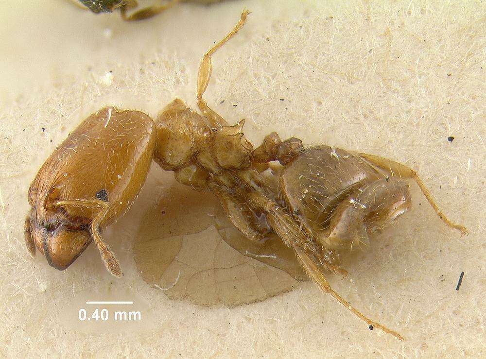 Image of Pheidole humeralis Wheeler 1908