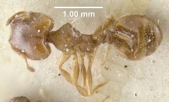 Pheidole bicarinata Mayr 1870 resmi