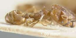 Pheidole bicarinata Mayr 1870 resmi