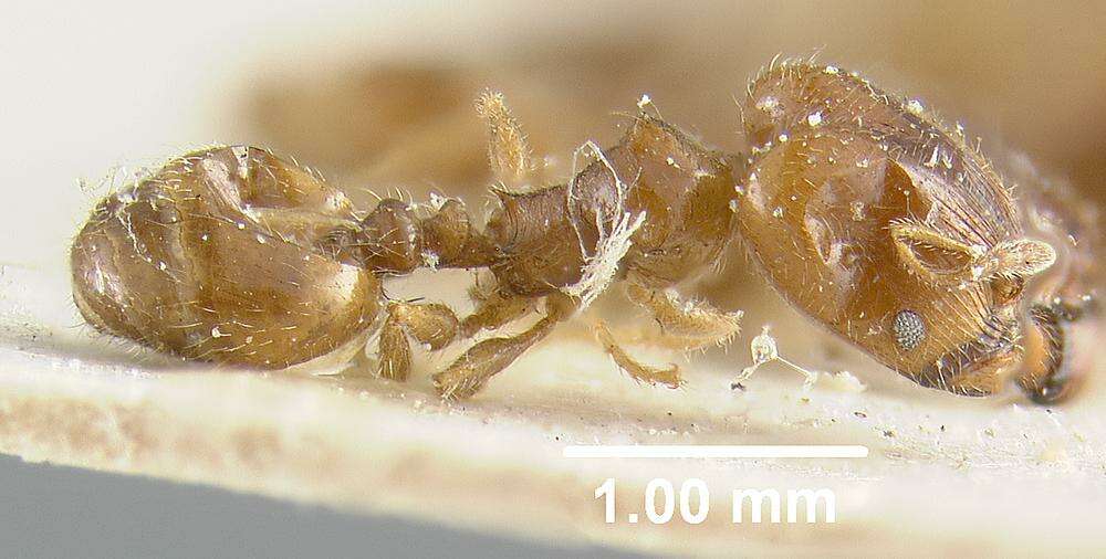 Pheidole bicarinata Mayr 1870 resmi