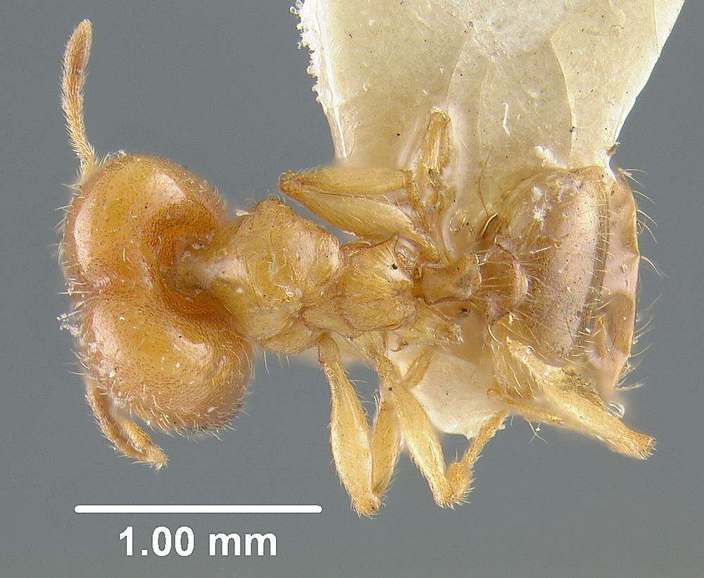 Pheidole cerebrosior Wheeler 1915 resmi