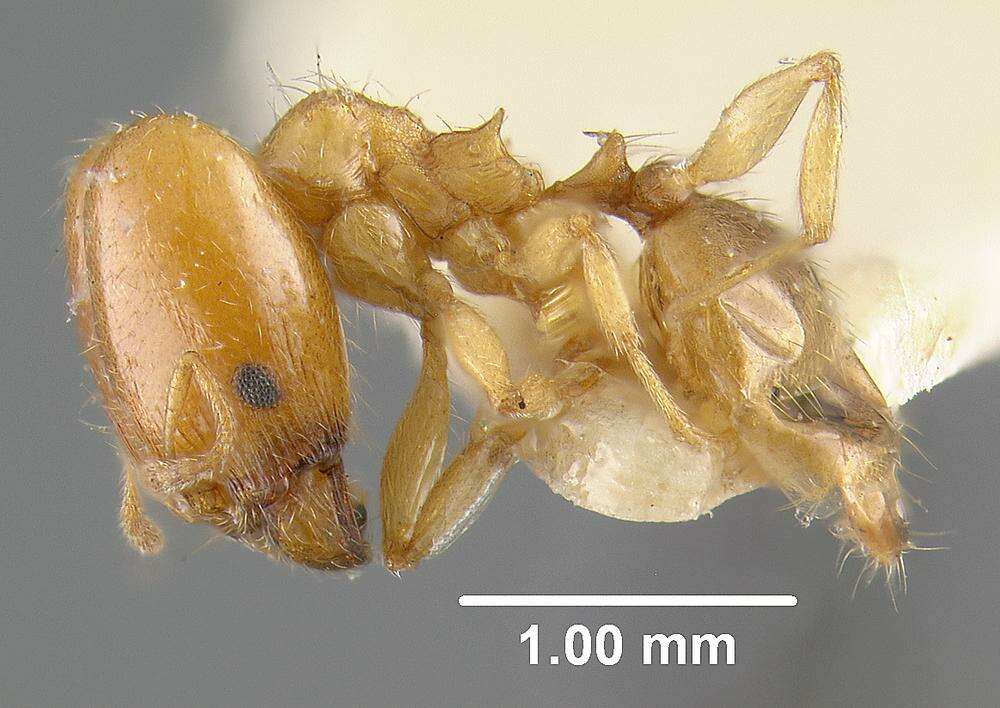 Pheidole cerebrosior Wheeler 1915 resmi