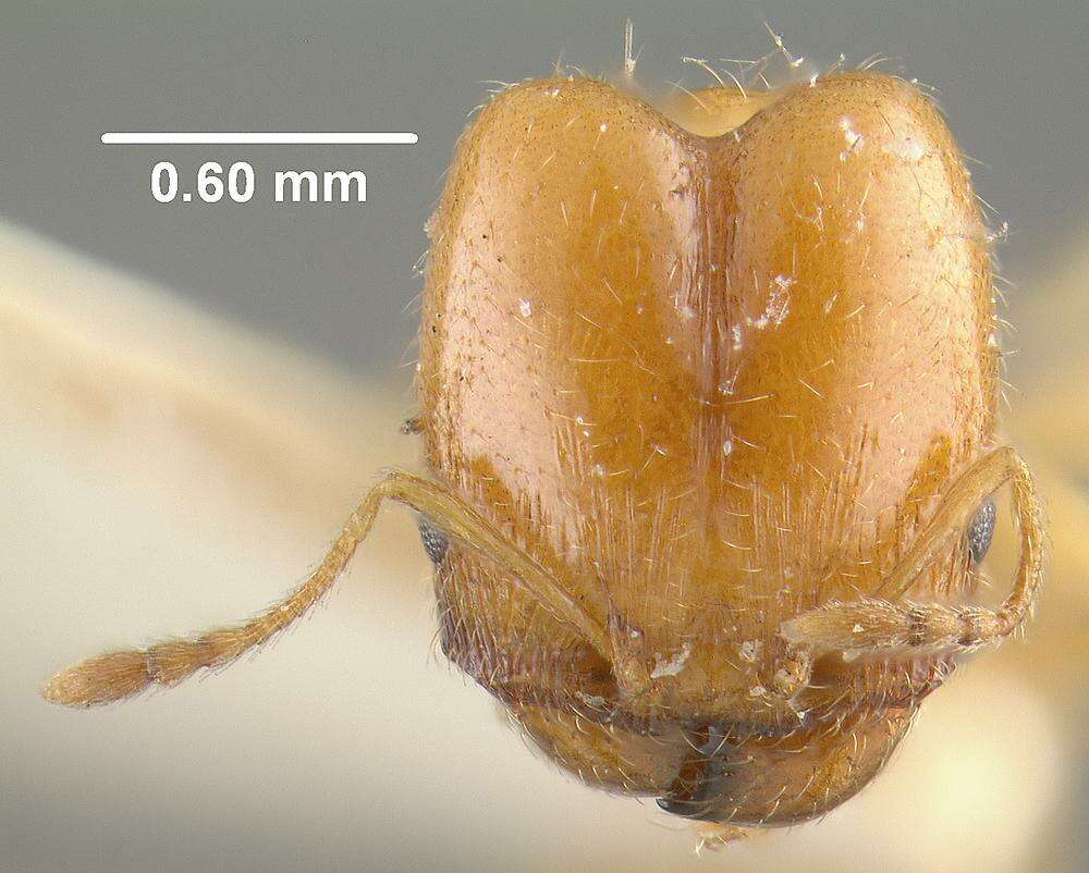 Pheidole cerebrosior Wheeler 1915 resmi