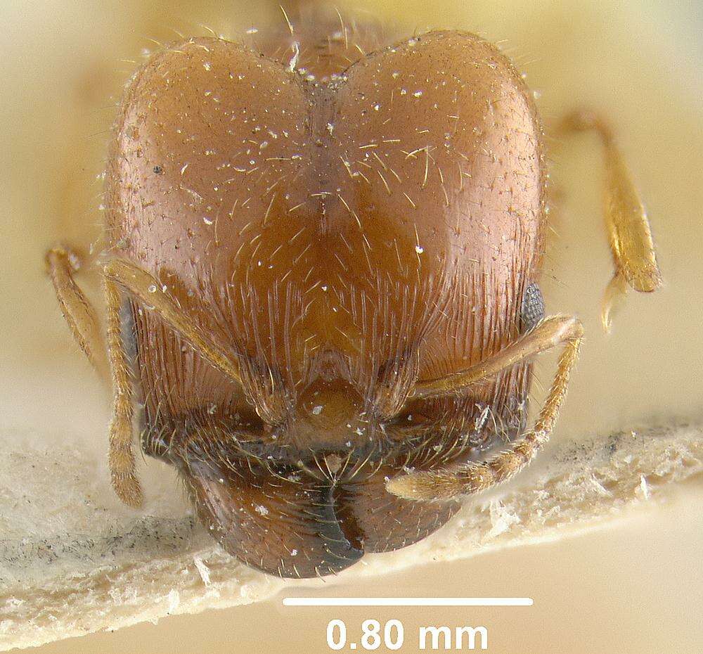 Pheidole gilvescens Creighton & Gregg 1955 resmi