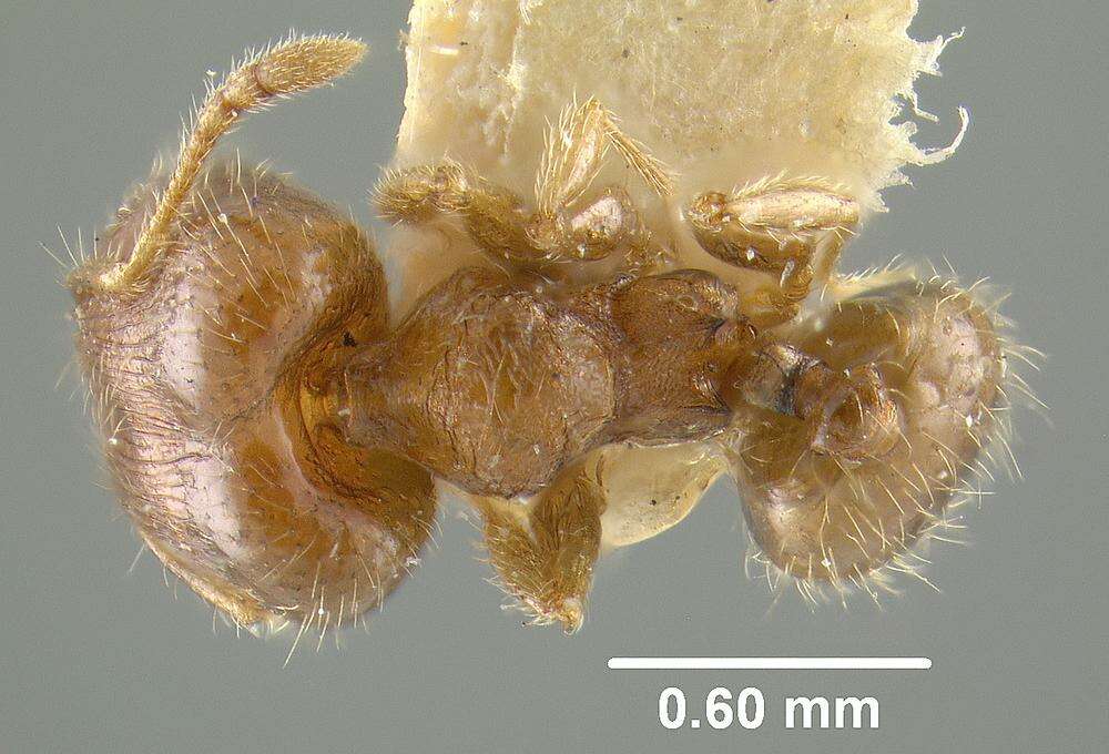 Image of Ant