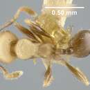 Image of Pheidole darlingtoni Wheeler 1936