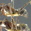 Image of Camponotus denticulatus Kirby 1896