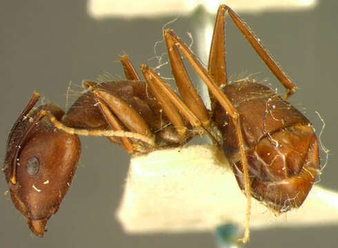 Слика од Camponotus spenceri Clark 1930