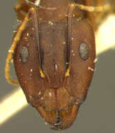 Слика од Camponotus spenceri Clark 1930