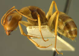 Image of Camponotus discors laeta Emery 1925