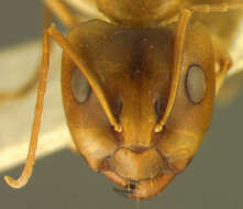 Image of Camponotus discors laeta Emery 1925