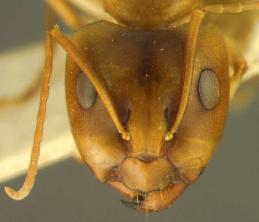 Image of Camponotus discors laeta Emery 1925