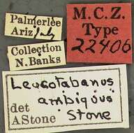 Imagem de Leucotabanus ambiguus Stone 1938