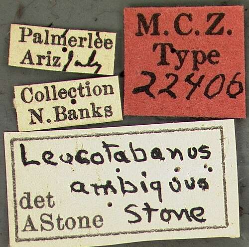 Imagem de Leucotabanus ambiguus Stone 1938