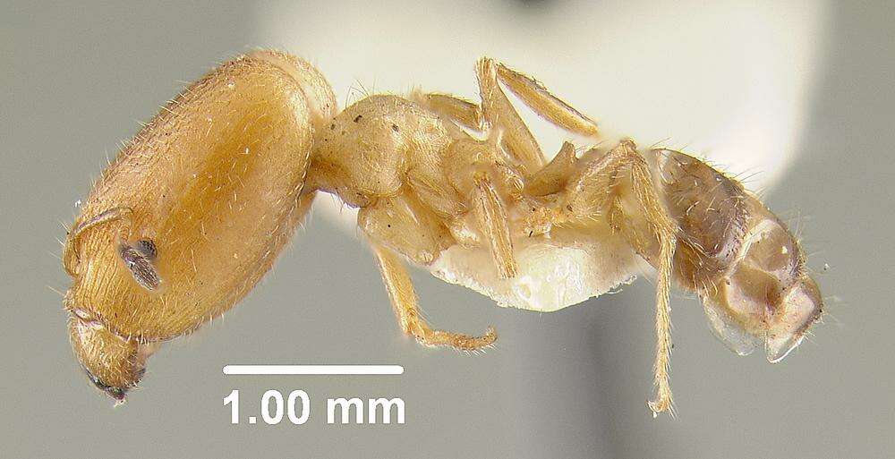 <i>Pheidole cavigenis</i> resmi