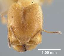 <i>Pheidole cavigenis</i> resmi