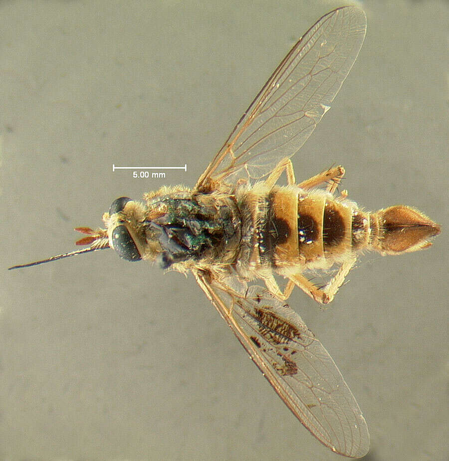 Image of Rhaphiomidas abdominalis Cazier 1941