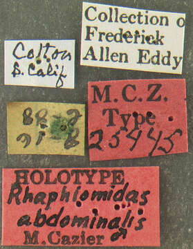 Image of Rhaphiomidas abdominalis Cazier 1941