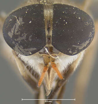 صورة Tabanus restrepoensis Fairchild 1942