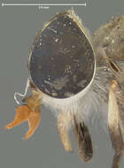 صورة Tabanus restrepoensis Fairchild 1942