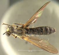 Image of <i>Dioctria propinqua</i>